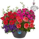 Bild von Hp27 multi Mix 05